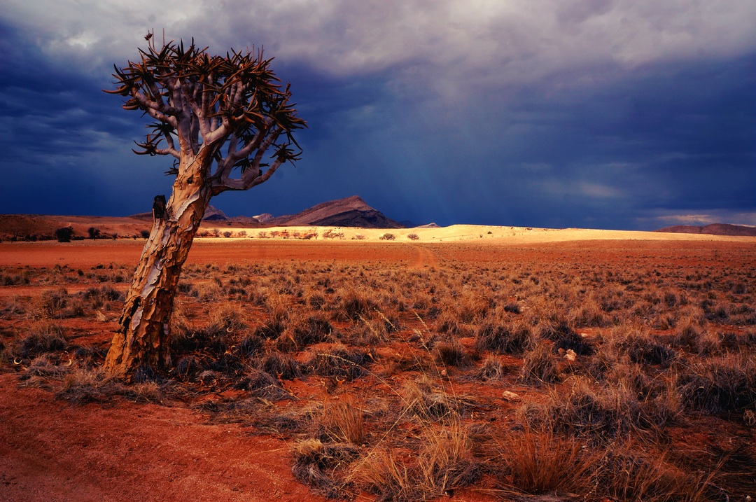 desert